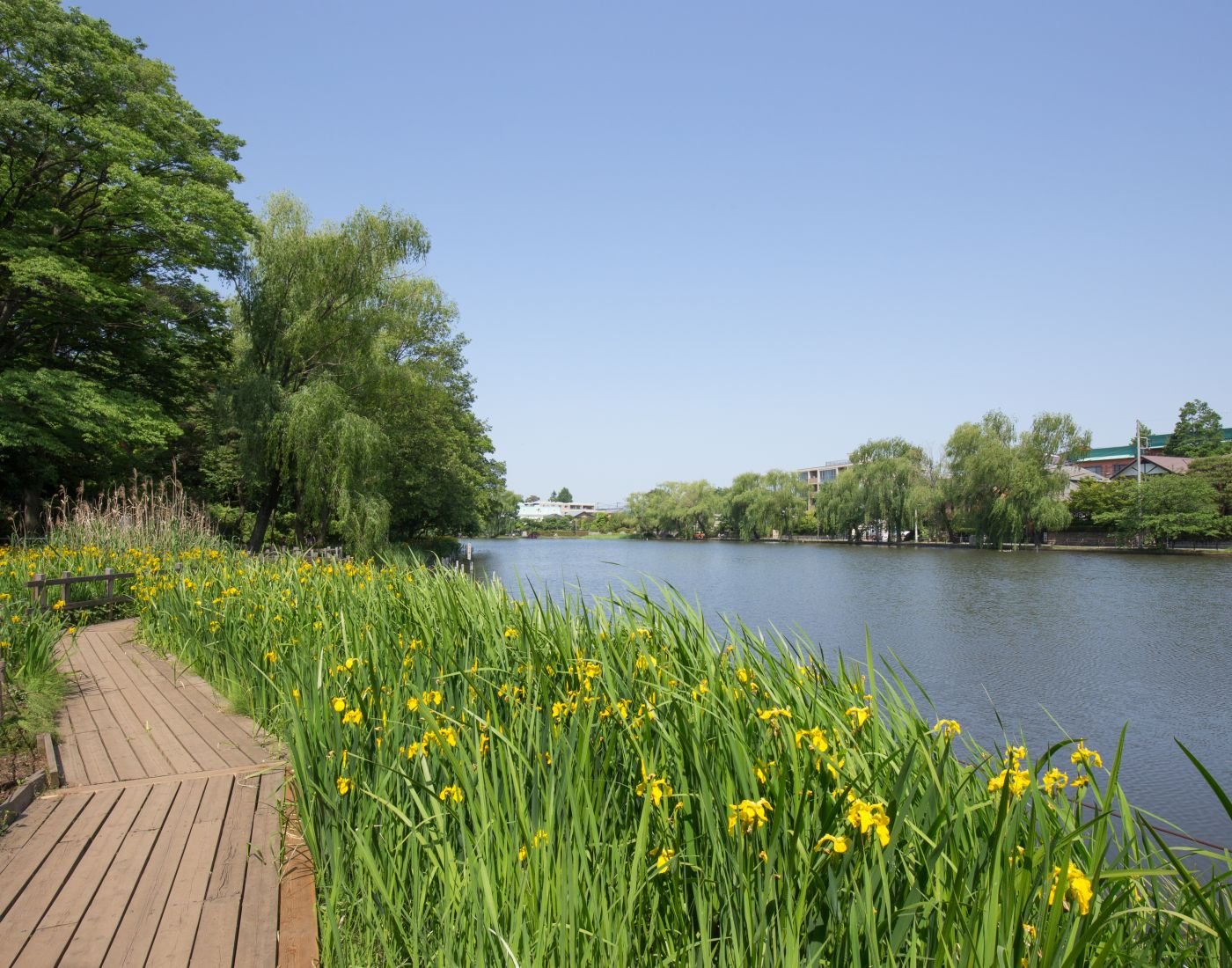 🏞️ 샤쿠지이 공원(샤쿠지이코엔) 이미지 1